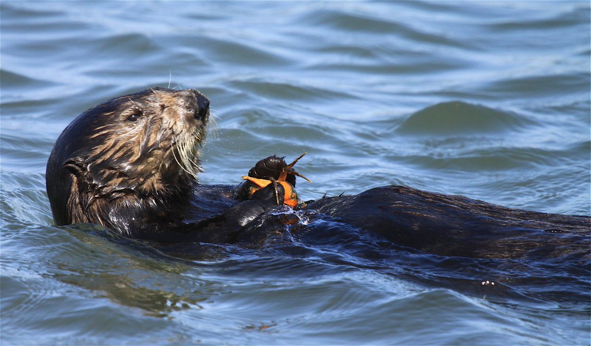 Have you ever wondered what southern sea otters eat? They feed on crab, sea urchins, abalone, mussels, clams, crabs, snails and about 40 other marine species. Sea otters eat approximately 25 percent of their weight in food each day. 🦀 #SeaOtterAwarenessWeek