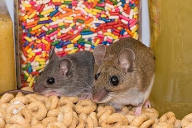 arrownj's tweet photo. Fall is here and mice are looking for any small cracks or crevices to get into your home. Find out how you can rodent-proof your home this fall. https://t.co/mTviONaxav #rodentcontrol #howaretheygettingin #rodents https://t.co/SAHWCo5adY