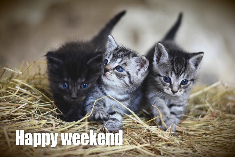 SNWshop's tweet photo. Happy weekend🐱🐾🐾https://t.co/CSiJ1eSMlL #weekend #kado #cadeau #beautiful #insta #geschenk #geschenke #geschenkpaket #geschenkpakket #babyshower #babyshowergift #cute #babyshowercadeau #gifts #presents  #babygiftbox #babygift #beautygeschenkset #funny #hilarious https://t.co/YNNnsGkEY2