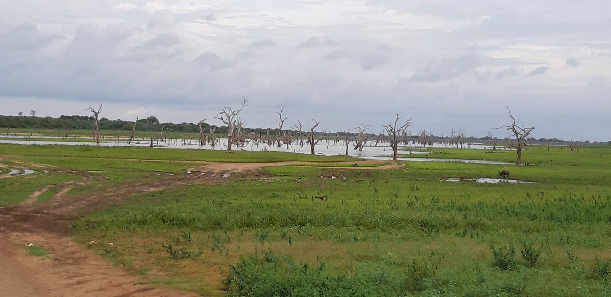 Great day at #udawalawe national park. A must for anyone on the south coast of Sri Lanka #ttgtop50 <a href="/fahy_travel/">Fahy Travel Galway</a> <a href="/KuoniAgents/">Kuoni Agents</a>