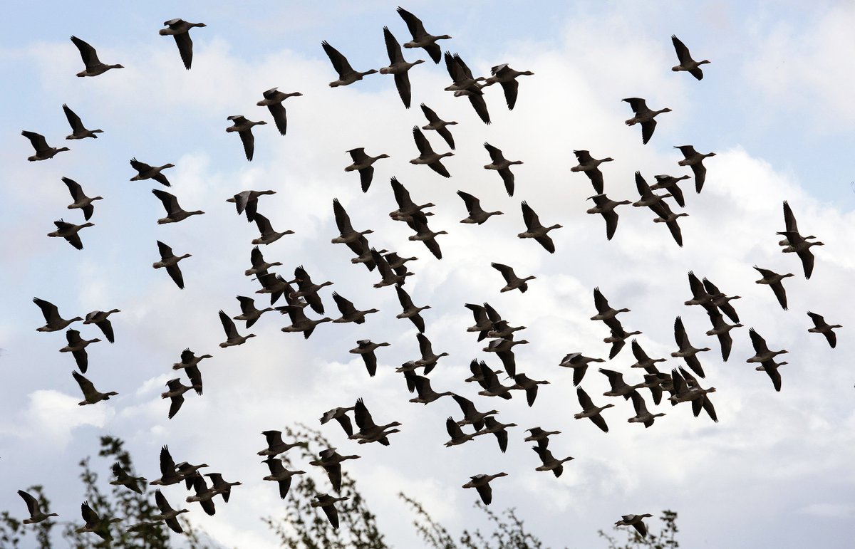 GreySnapper03's tweet photo. Hundreds of greylag geese at Eyebrook Reservoir today.. https://t.co/4fIKWtWASk