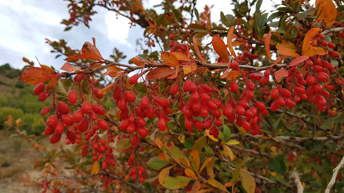 Karamuk, kadın tuzluğu (Berberis  vulgaris)