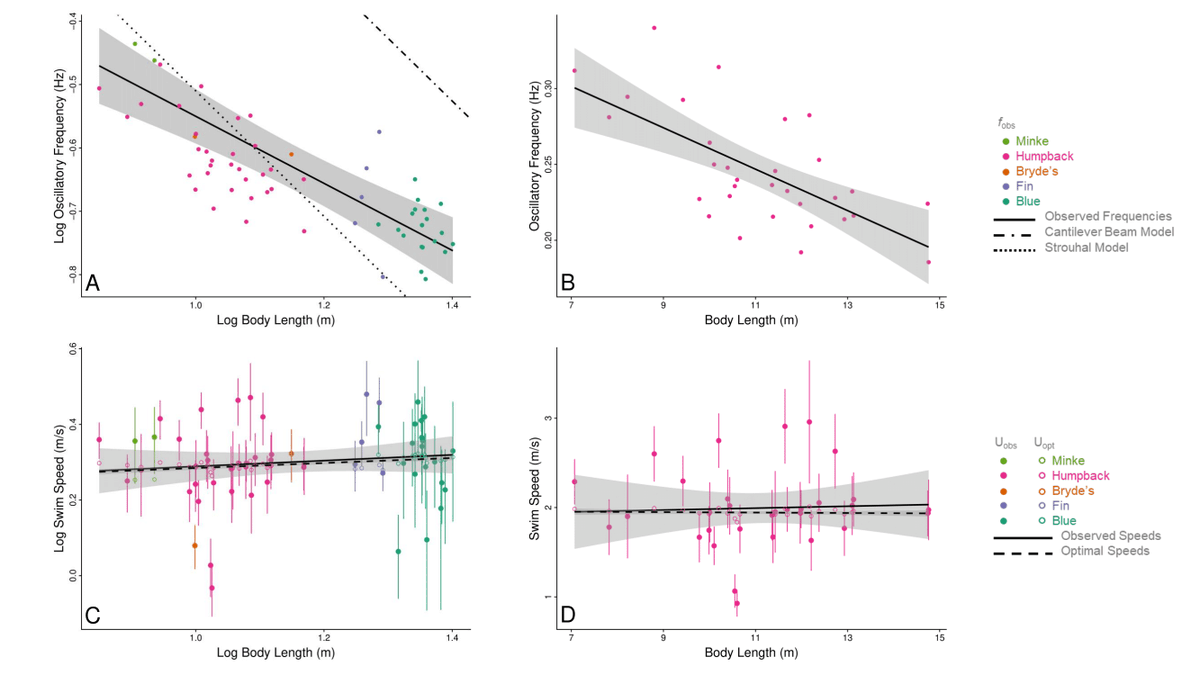 William Gough (@whalegough) on Twitter photo Check out our new paper in <a href="/J_Exp_Biol/">Journal of Experimental Biology</a> talking about the swimming performance of large whales! Big thanks to @GoldbogenLab, <a href="/MarineUAS/">Duke Marine Lab UAS</a>, @LaboPotvin, and many others for making this project possible. jeb.biologists.org/content/early/… Check out our new paper in <a href="/J_Exp_Biol/">Journal of Experimental Biology</a> talking about the swimming performance of large whales! Big thanks to @GoldbogenLab, <a href="/MarineUAS/">Duke Marine Lab UAS</a>, @LaboPotvin, and many others for making this project possible. jeb.biologists.org/content/early/…