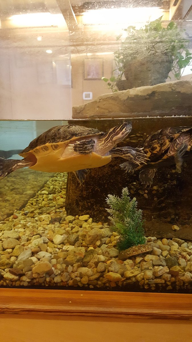 BHomeroom's tweet photo. Thank you so much for the amazing tour and showing us some cool animals @RuffnerMountain @GreenValleyElem https://t.co/3q8WVIVoZw