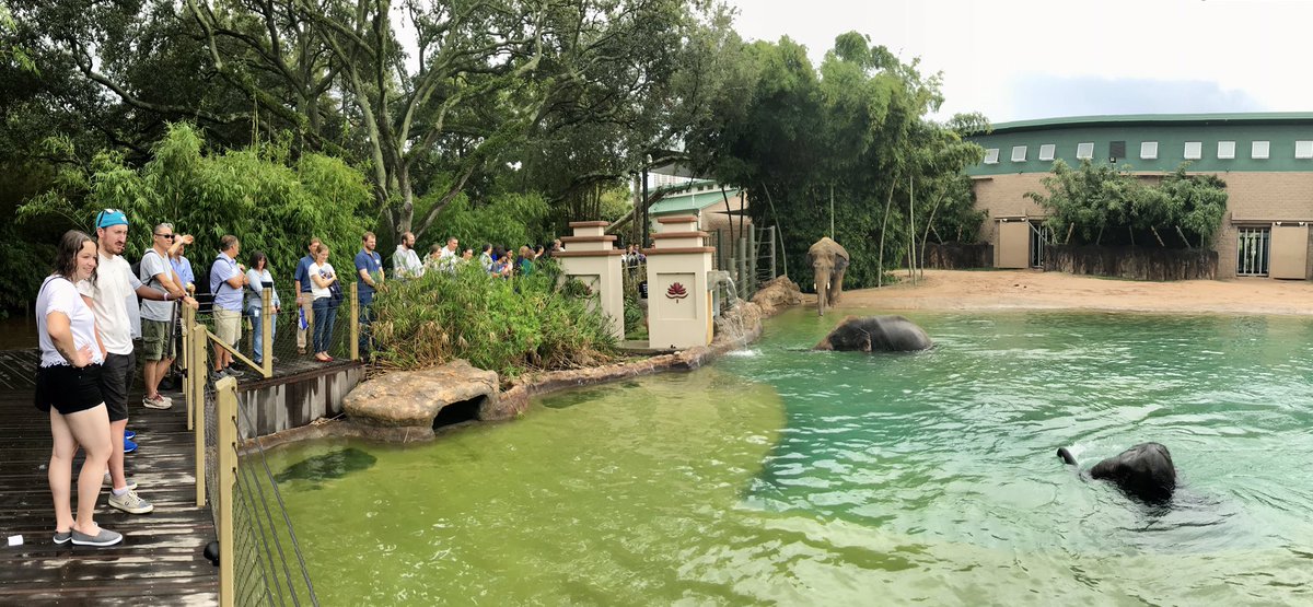 microbeMinded's tweet photo. So much great science this morning at our departmental retreat at the @houstonzoo, plus #ElephantEncounters never get old! @bcmhouston @BCM_Microbiome #microbiome #virology #pathogens #immunology #MVMretreat19 https://t.co/xggRN6tgwE