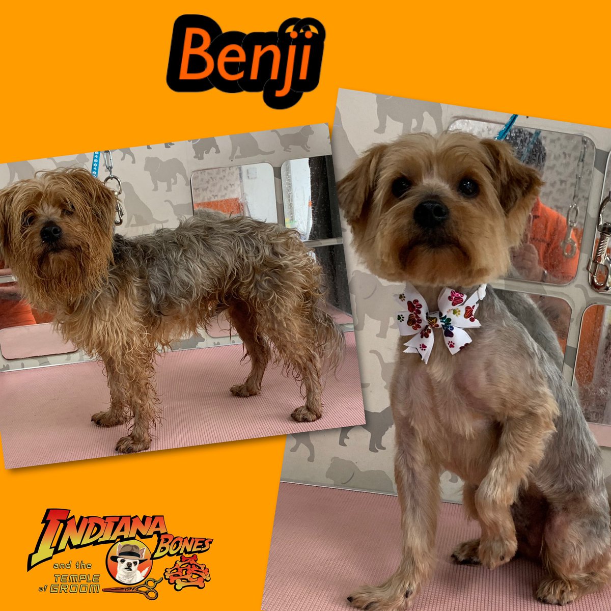 cbcelebrantmarg's tweet photo. Do you want your pooch, kitty or small animal looking & smelling great then gives a call or txt to book 07947858944
#pamperedpooches #pamperedcats #pamperedpets #oldham #doglovers #dogs #puppies #catlovers #cats #oldhamls @doggy_style_by_archie @TheGoodDogGuide @tropicleanpet https://t.co/QrQVDdjVUA