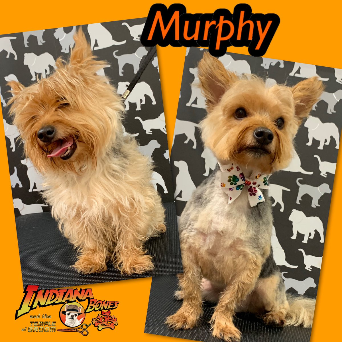 cbcelebrantmarg's tweet photo. Do you want your pooch, kitty or small animal looking & smelling great then gives a call or txt to book 07947858944
#pamperedpooches #pamperedcats #pamperedpets #oldham #doglovers #dogs #puppies #catlovers #cats #oldhamls @doggy_style_by_archie @TheGoodDogGuide @tropicleanpet https://t.co/QrQVDdjVUA