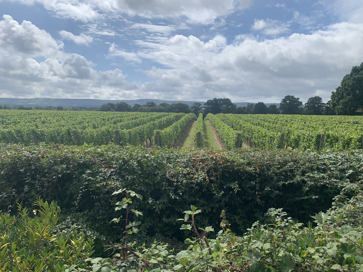 RidgeviewWineUK's tweet photo. Celebrating our beautiful ridge views amongst the South Downs on #worldtourismday Thrilled to be named Number 36 ‘Worlds Best Vineyards’ only English winery in amazing global company #englishsparklingwine @sdnpa #celebratingtourism @SussexWineries @Wine_GB https://t.co/1dG6hQM9Py