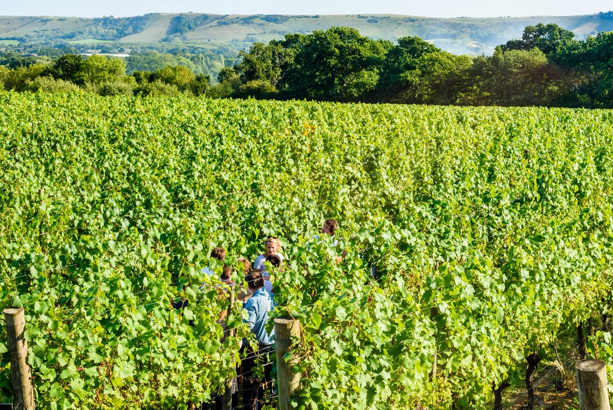 RidgeviewWineUK's tweet photo. Celebrating our beautiful ridge views amongst the South Downs on #worldtourismday Thrilled to be named Number 36 ‘Worlds Best Vineyards’ only English winery in amazing global company #englishsparklingwine @sdnpa #celebratingtourism @SussexWineries @Wine_GB https://t.co/1dG6hQM9Py