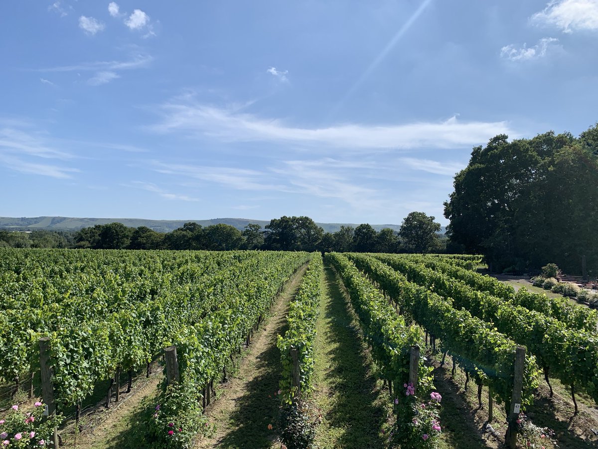 RidgeviewWineUK's tweet photo. Celebrating our beautiful ridge views amongst the South Downs on #worldtourismday Thrilled to be named Number 36 ‘Worlds Best Vineyards’ only English winery in amazing global company #englishsparklingwine @sdnpa #celebratingtourism @SussexWineries @Wine_GB https://t.co/1dG6hQM9Py