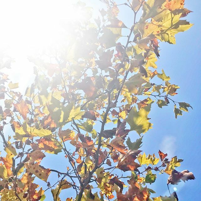 LaraGWilliams's tweet photo. “It’s happening!” 🍁 She says with hope in her heart and sweat on her brow. #thedarkholecalledsummer #comeonfall https://t.co/PE3JJWESw5 https://t.co/iZylqGeMtw