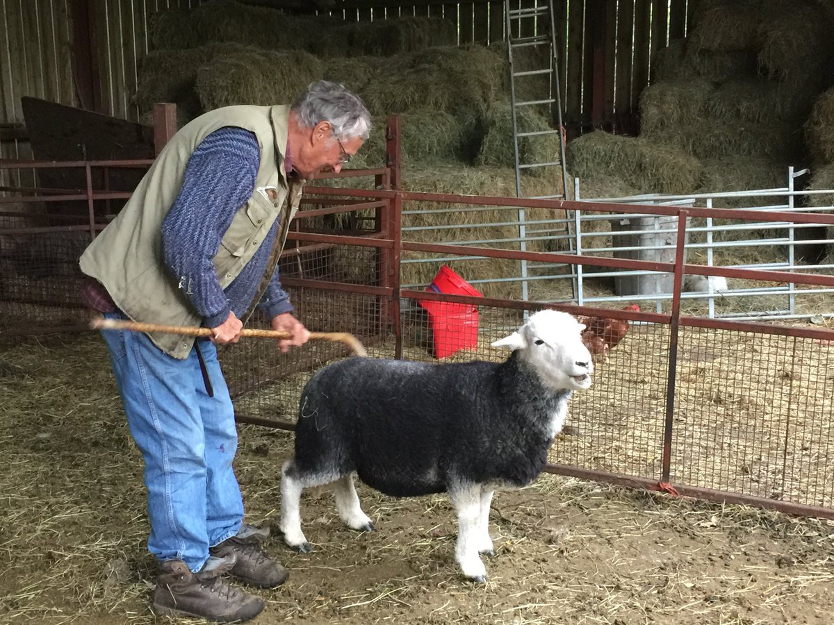 Crookabeck Herdwicks tweet media