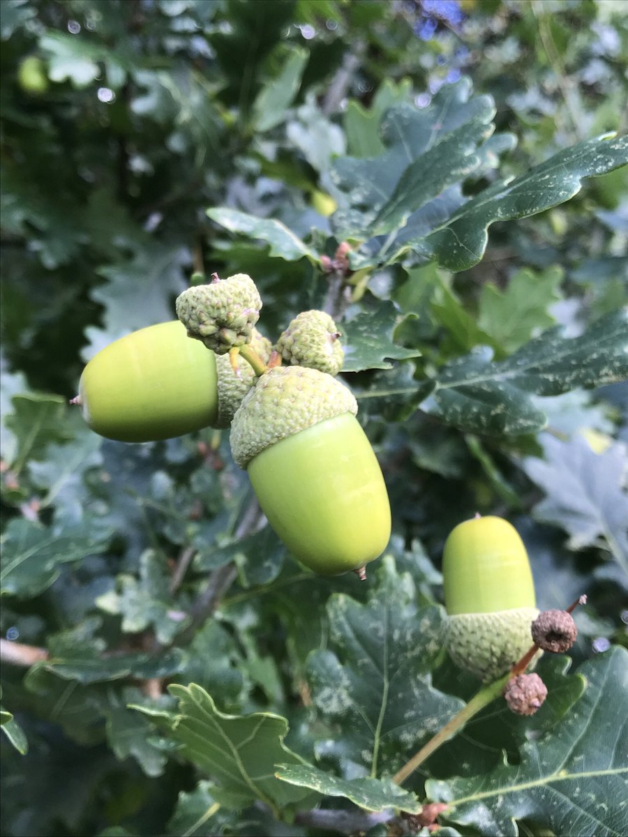 the_beeguy's tweet image. Climate mitigators meeting today on The Bee Sanctuary of Ireland.
Acorns for Future.
It’s a growing movement.
#climatecrisis
#naturesolutions
#mitigation
#acornsforfuture
#planttrees 
#beesanctuaryireland