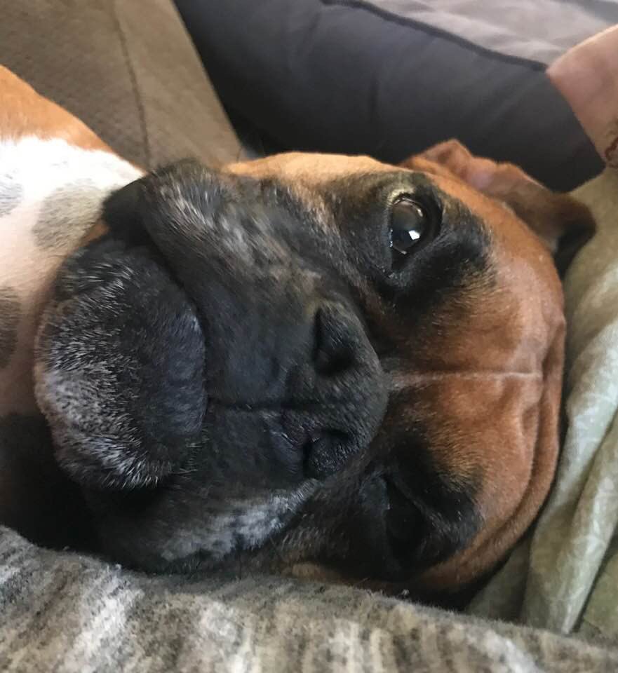 Mom I’m just waiting taking a little nap waiting for my walk later. We look forward to our walks. #boxermom#dogwalker#healthylife#healthymind#fawnboxer#happydog#sleepydog