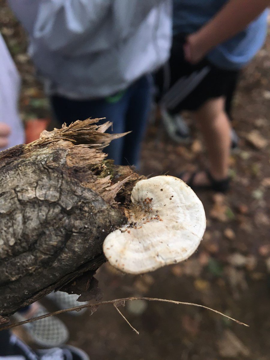 sciencemsparker's tweet photo. Halfway through a unit on biomes and finally learning about the deciduous forest biome where we live! Spent our class outside today searching for evidence of plants adapting to the changing temperatures #CCL #OneTribe https://t.co/NuWRSVhBVt