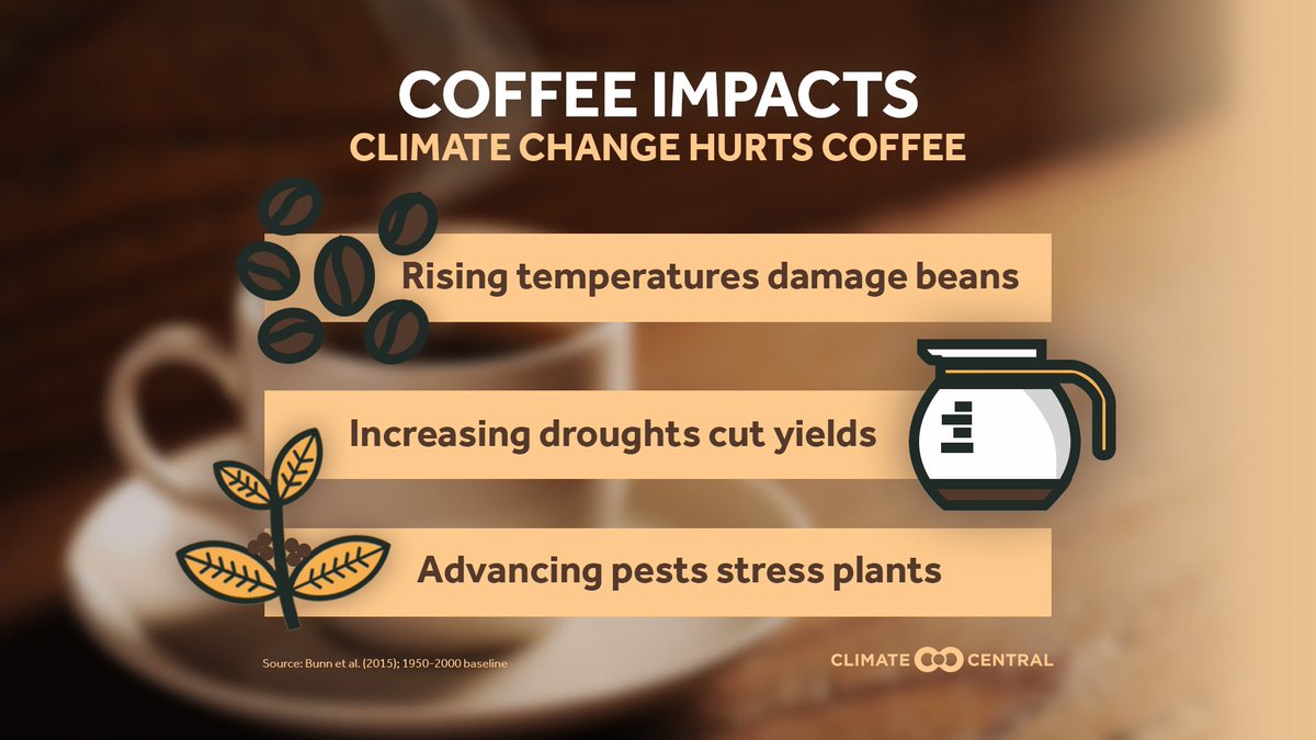CherylNelsonTV's tweet image. This isn’t good... 
Do you need your coffee? I do!
.
.
#coffee #coffeeproblems #climatechange #climatechangeimpacts @ClimateCentral