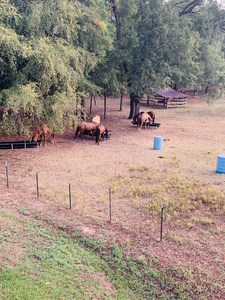 L Matias tweet media