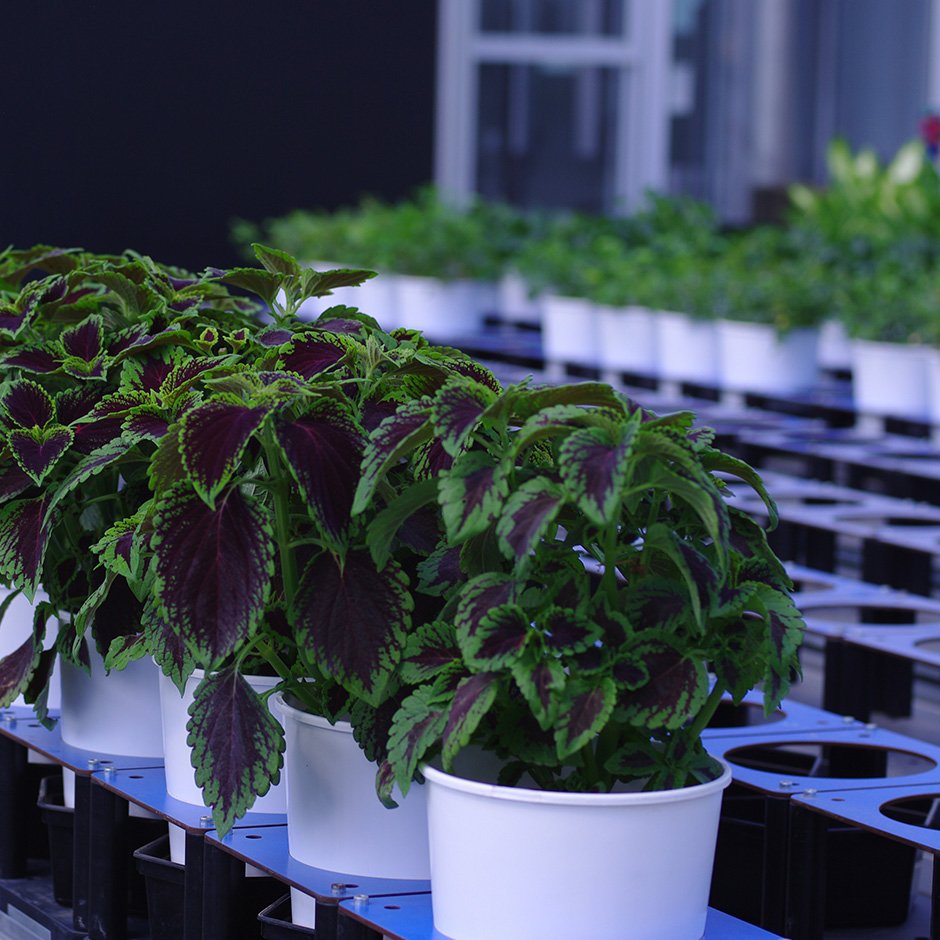 T3_Basilicata's tweet photo. Quali saranno gli sviluppi futuri dell’agricoltura e della #Bioeconomia in Basilicata? Ne abbiamo parlato con Francesco Cellini, Direttore del Centro Ricerche @alsiasocial - Metapontum Agrobios

Leggi l’intervista: https://t.co/sHiaNxScgI https://t.co/nPO3opf6My