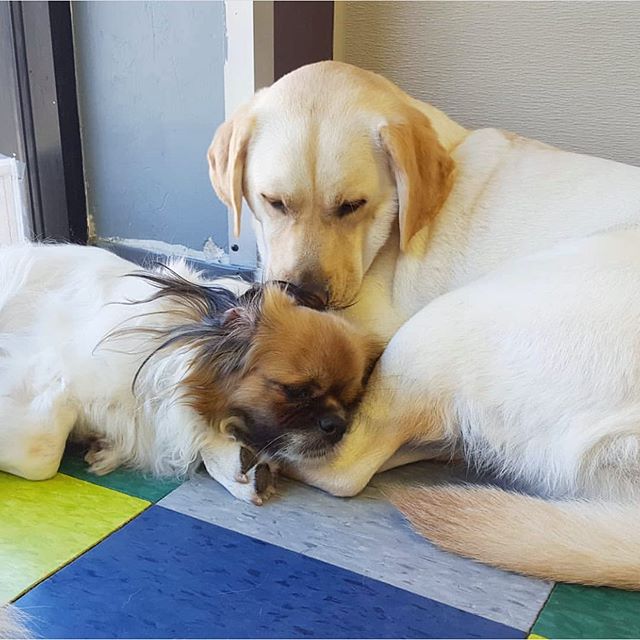 PhillyDogSchool's tweet photo. Relationship goals
.
.
.
.
.
.
#relationshipgoals #cutecouples #cutedog #dogsofinstagram #dog #phillydogschool #philly #phillylove #couple #love https://t.co/VC2sRZY2bQ