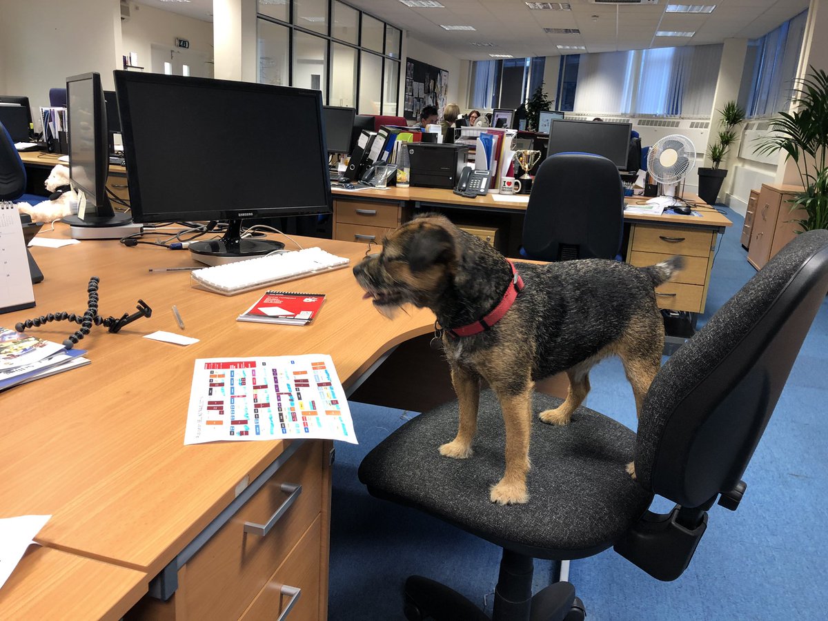 Another issue of <a href="/sellingtravmag/">Selling Travel</a> to press thanks to the help of this guy. Monty was just looking at the flatplan to see if we needed to change the pagination. #officedog #canwemakethisapermanentthing