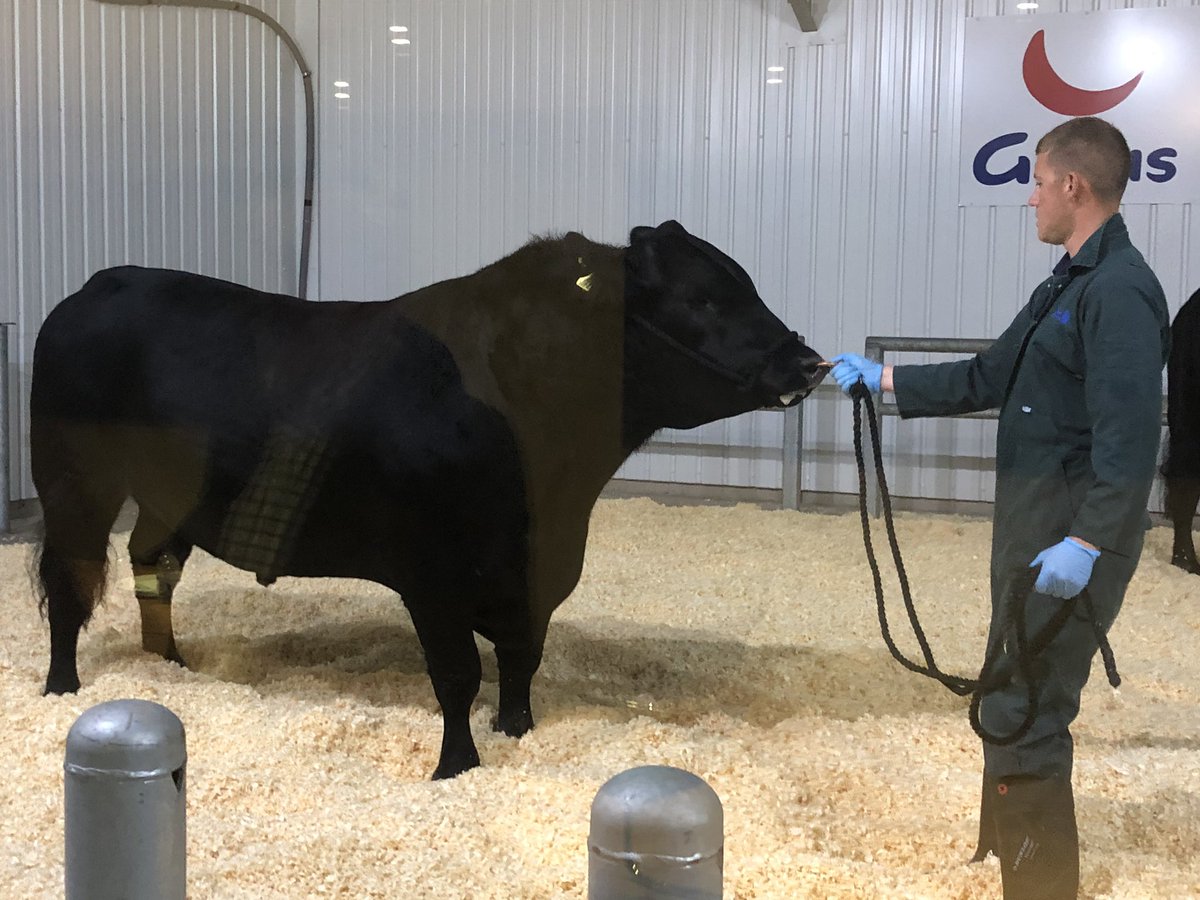 GamechangerFarm's tweet photo. Looking at our next generation @GenusABS #beefconnect sire today at the stud #integratedbeef #watchthisspace https://t.co/D393X5zwox