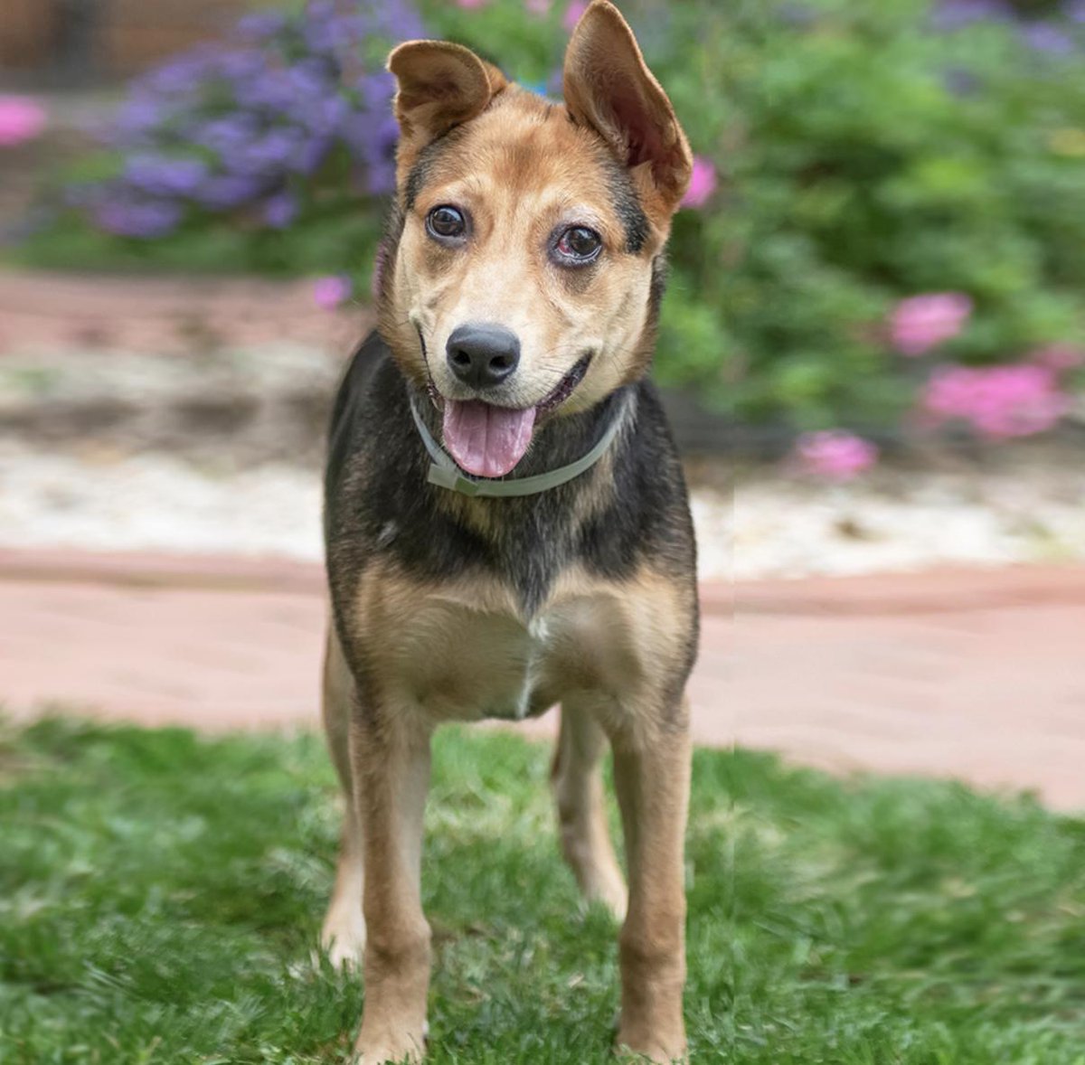 AnimalLeague's tweet image. Sadie is a beautiful Shepherd mix who is looking for a home of her own. This older puppy would do well with an experienced adopter who will give her the leadership she needs, and guide her as she grows in to a loyal companion. #GetYourRescueOn #DogsOfTwitter