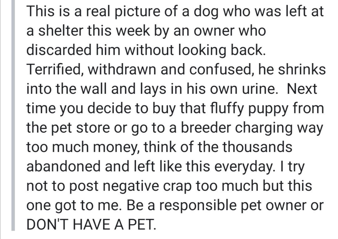 RescuesSmiles's tweet image. #FosterFirst 
#AdoptDontShop