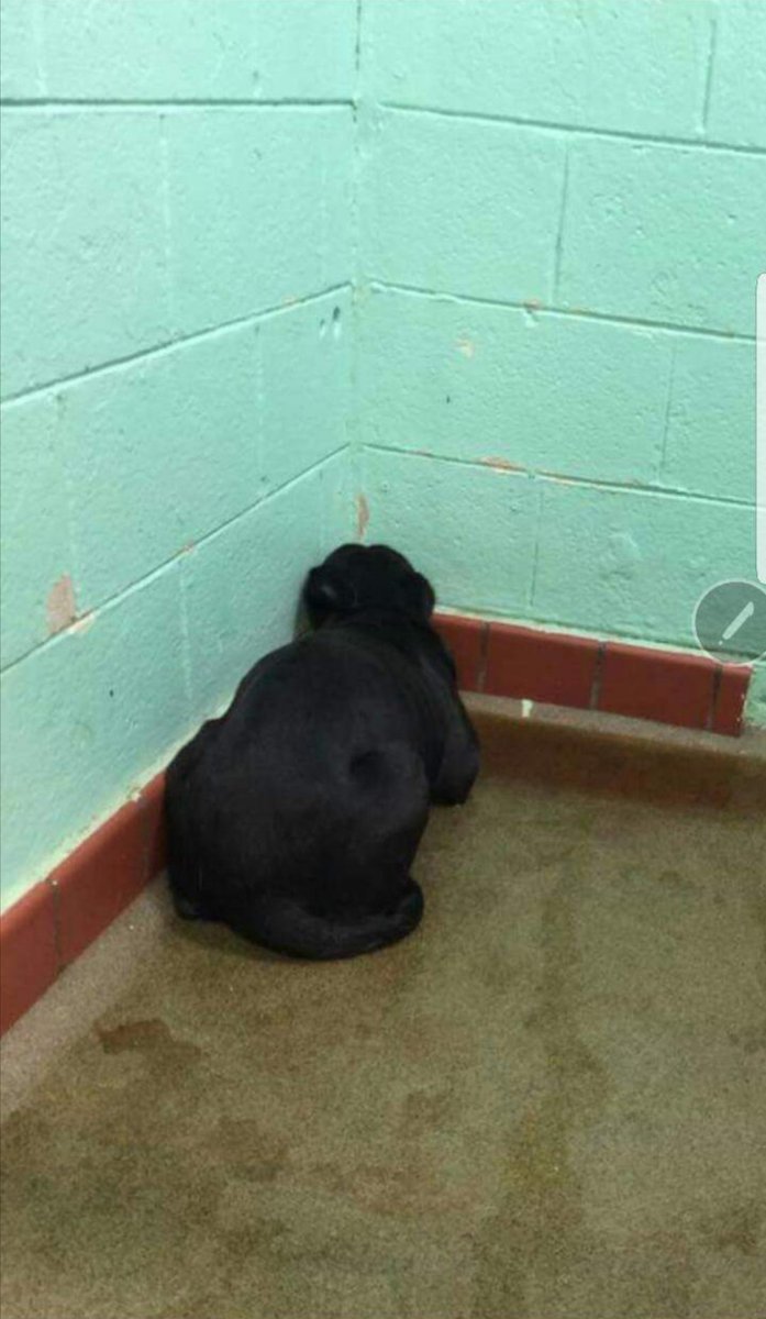 RescuesSmiles's tweet image. #FosterFirst 
#AdoptDontShop