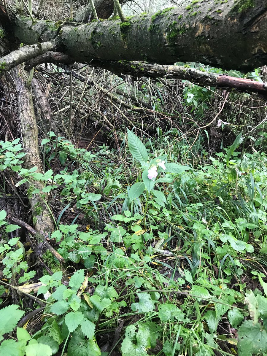 Robert Denny tweet media