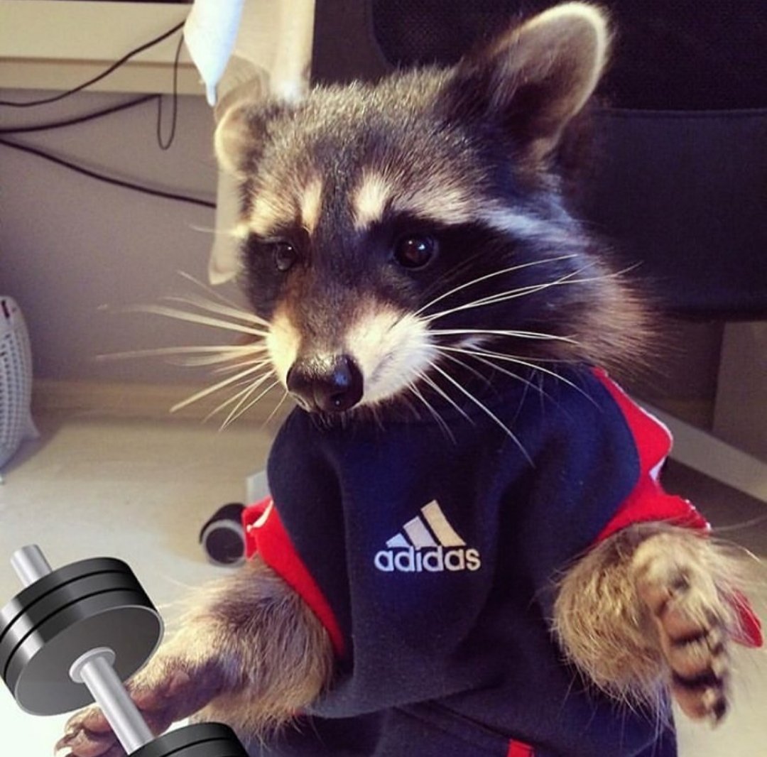 Спортивный енот