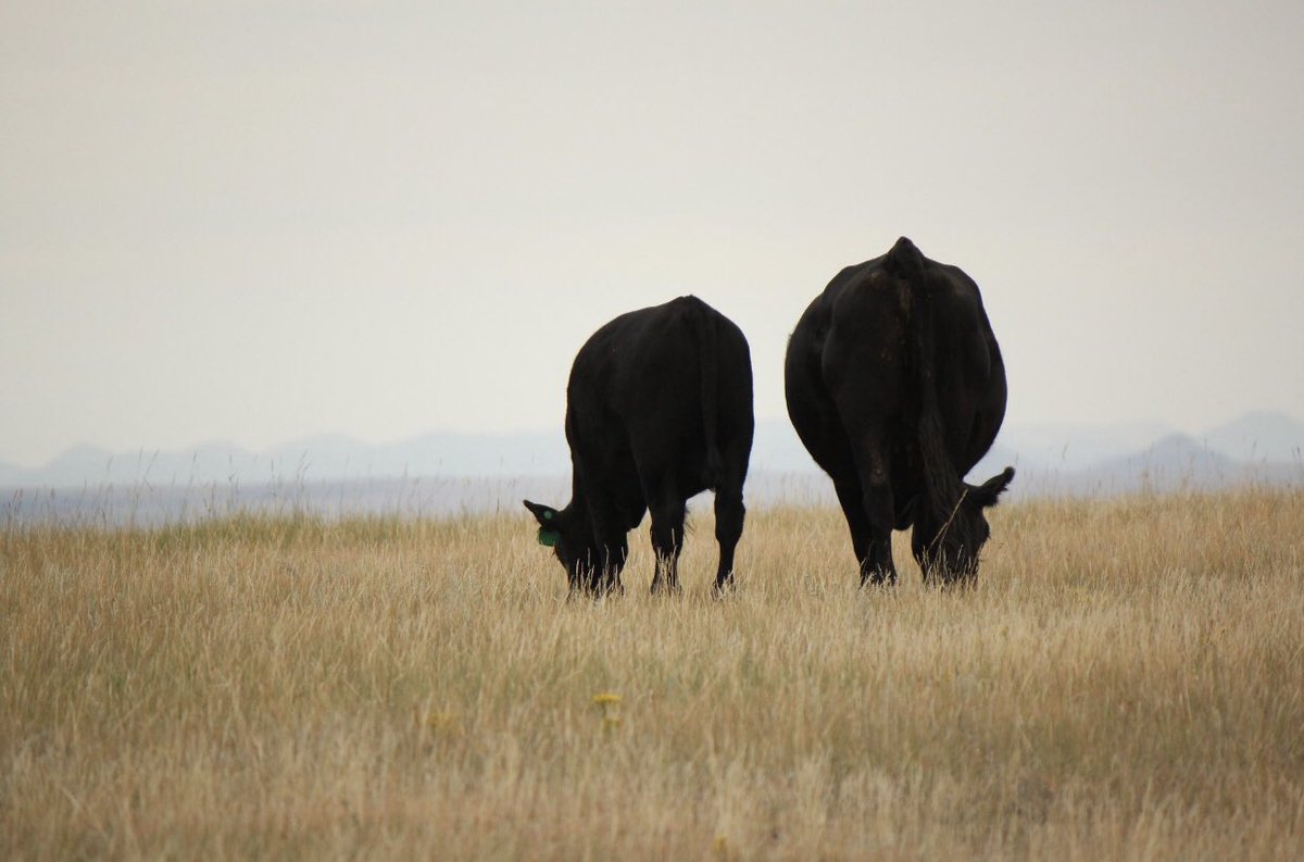 NissenAngus's tweet photo. @realDonaldTrump We need some help in bringing attention to this issue. Help us acheive #FairCattleMarkets - we need to be able to carry on our family legacies and continue to produce top quality beef for consumers. https://t.co/JWjnnBMD6K