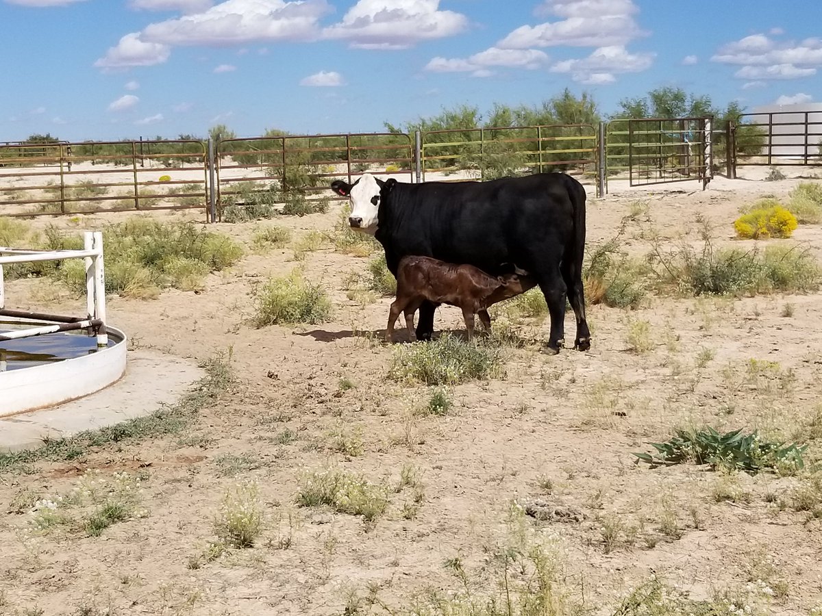 A heifer of the dawn black marigolds english edition