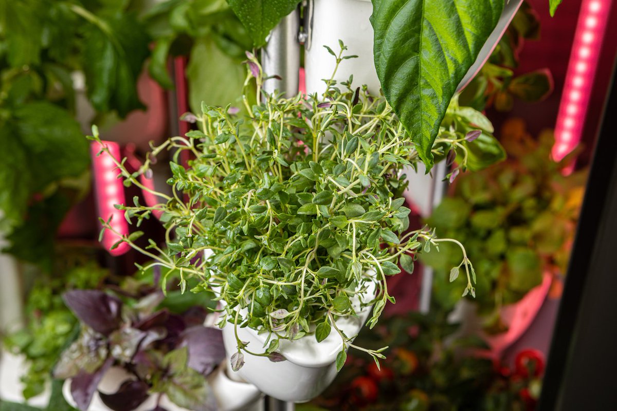NATUFIA_Labs's tweet image. Light, water, and even music are all automated for you. Gardening gloves not required. 🌱

#natufia #kitchengarden #kitchentotable #urbanfarming #hydroponics #verticalfarming #kitchenappliances #herbgarden #gardening #herbs #finedining #kitchen #foodtech #organicfood