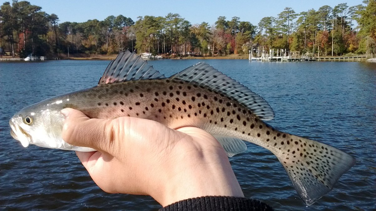 JMcDowell_Lab's tweet photo. @AFS_SciComm @AmFisheriesSoc @wildlifesociety @AFS_Habitat @AFS_Students @AFS_President @IFS_AFS @Estuaries_AFS Lab member Jingwei Song will present "Investigating local adaptation and plasticity of an estuarine-dependent teleost, Spotted seatrout (Cynoscion nebulosus). " Oct 2, 11:10, at Reno-Sparks Convention Center A2!
#AFS149 #fishnwild #TWS2019 https://t.co/5lfdQE0z6f