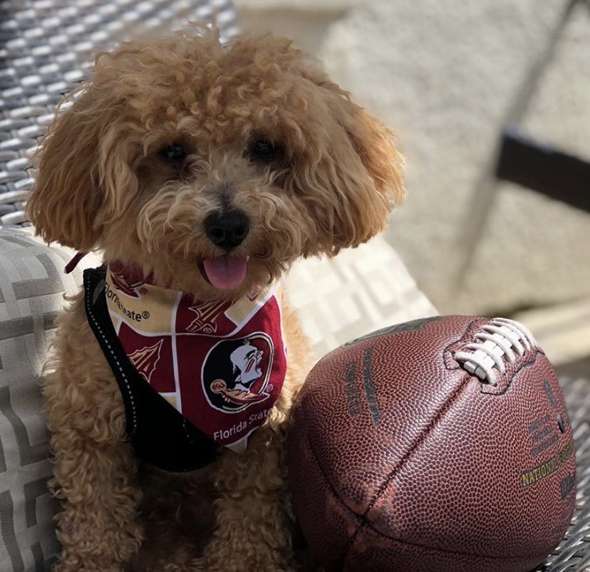 Barstool FSU (FSU_Barstool) Twitter