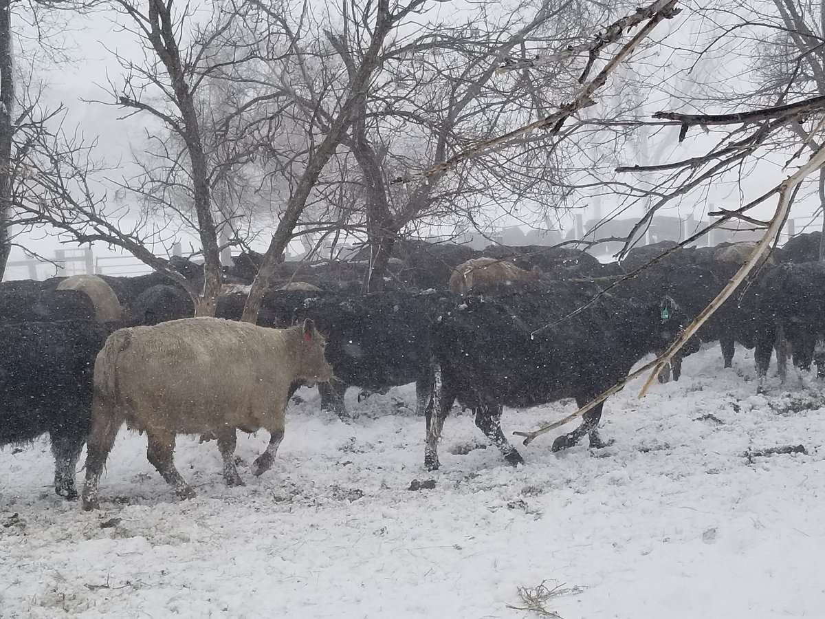wcchristen's tweet photo. @realDonaldTrump
Please take a good honest look at what's happening in the BEEF industry! There's quite a few issues, market manipulation &amp; the need for COOL labeling to name a couple! There's alot of good, honest, hardworking families depending on you!! #FairCattleMarkets https://t.co/wfvm3O4d5f