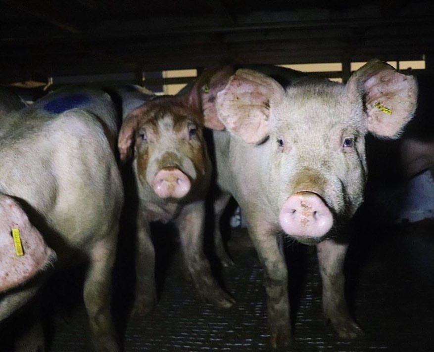 animalsavemvmt's tweet image. 🐥We will not stop exposing slaughterhouses, farms and any place of exploitation.
 
🐮 We will not stop until our species stops exploiting and destroying the lives of so many innocents.
 
✊ Until every cage is empty 🌱 Against all kinds of oppression.

@VlcAnimalSave