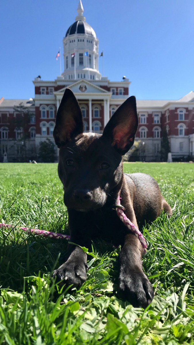 Mizzou Pup