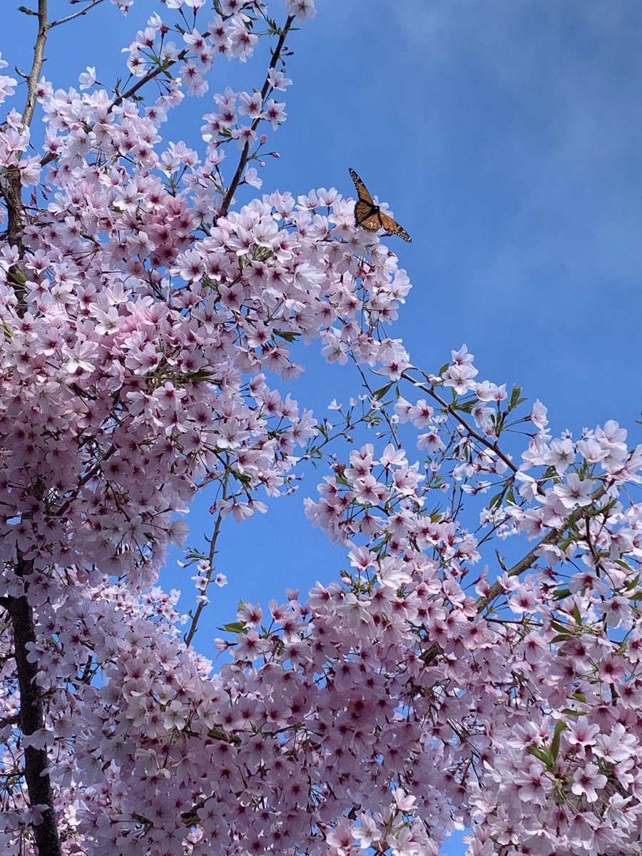 ForrestC8's tweet image. At the #SLANZARoK on a beautiful day in Cambridge. #excited #muchlearning
