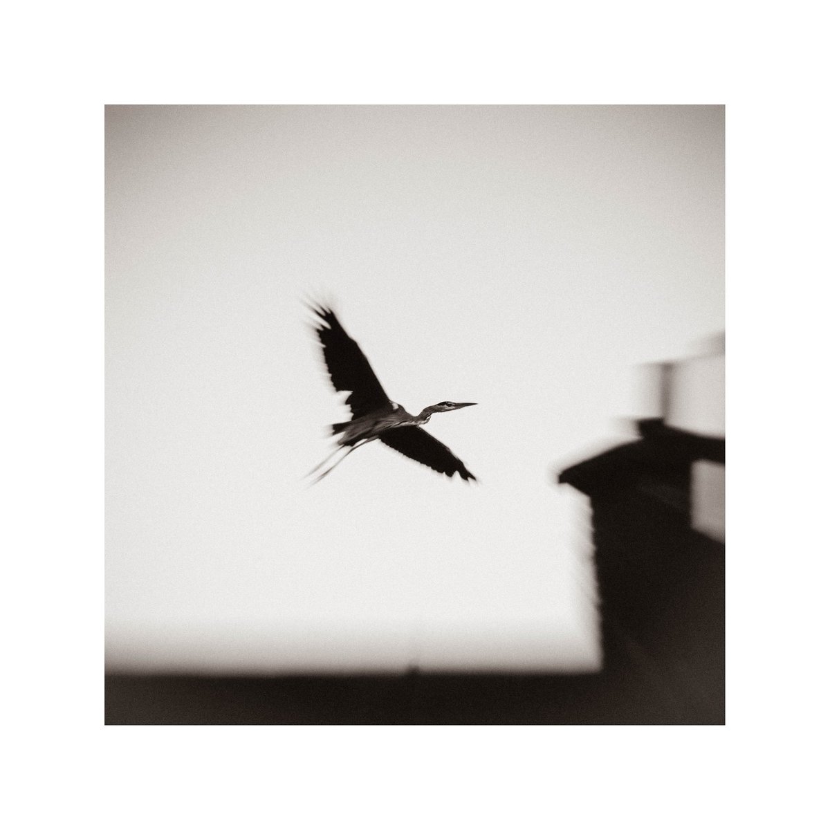 GoswellSean's tweet photo. Heron.
#bnwphotography #artphotography #icm https://t.co/XlHs32oIq7