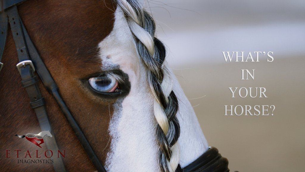 Good luck to everyone who is participating in the Double H BC Gypsy & Drum horse show happening this weekend! We ❤️️ Gypsys & Drums! #gypsyhorse #drumhorses #horsegenetics