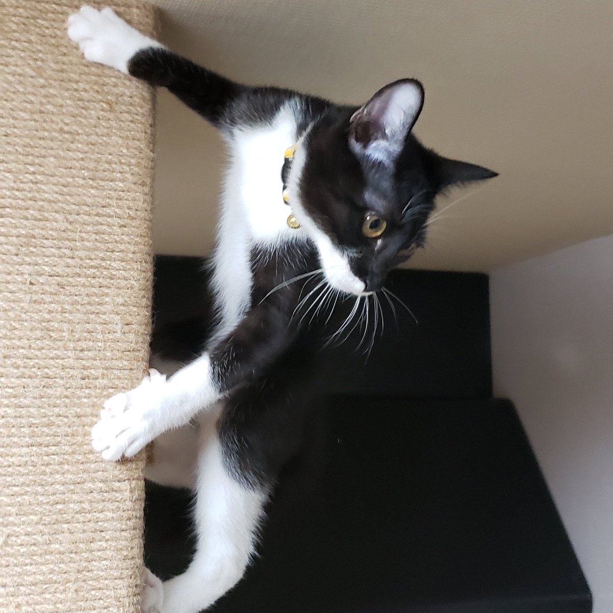 可愛い猫柱たちに癒される ェ 本誌の展開から目を逸らしながら 鬼滅の刃 Togetter 可愛い猫柱たちに癒される ェ 本誌の展開から目を逸らしながら 鬼滅の刃 Togetter