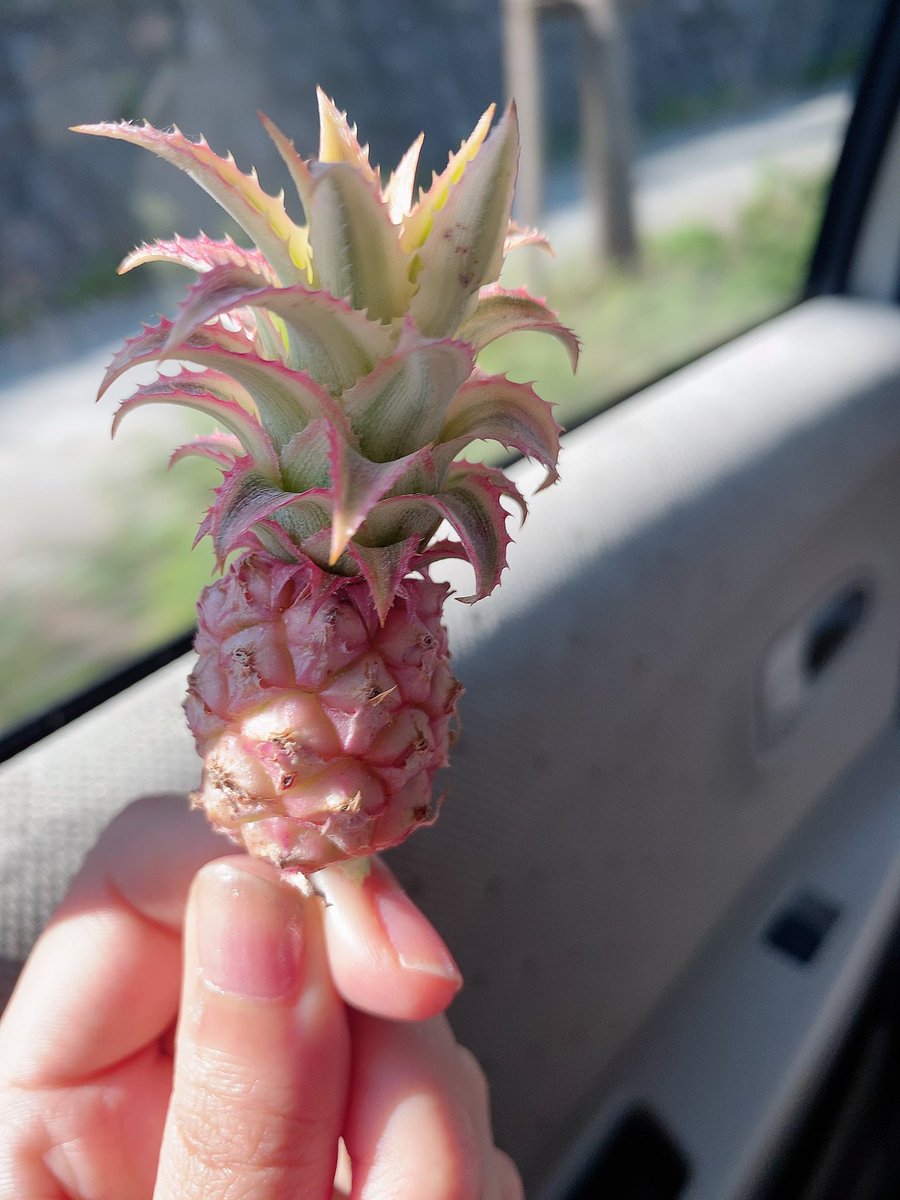 瀬野ユリエ Ettiごはん Twitterren おはよってぃ 仙台着いて実家のお花屋さん寄ったらお兄ちゃんにウェルカムパイナップル 貰った 笑 昨日初めて観たけど僕のワンダフルライフめっちゃ良かったなぁ 瀬野ユリエ Ettiごはん Twitterren おはよってぃ 仙台着いて実家のお花屋さん寄ったらお兄ちゃんにウェルカムパイナップル 貰った 笑 昨日初めて観たけど僕のワンダフルライフめっちゃ良かったなぁ