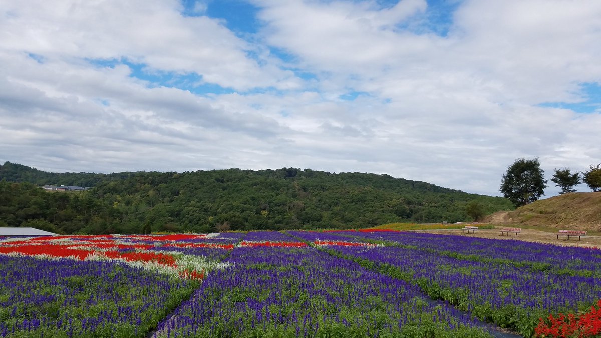 花の駅せら 世羅ゆり園 サルビアもよく咲いてます ゝ 世羅ゆり園 サルビア