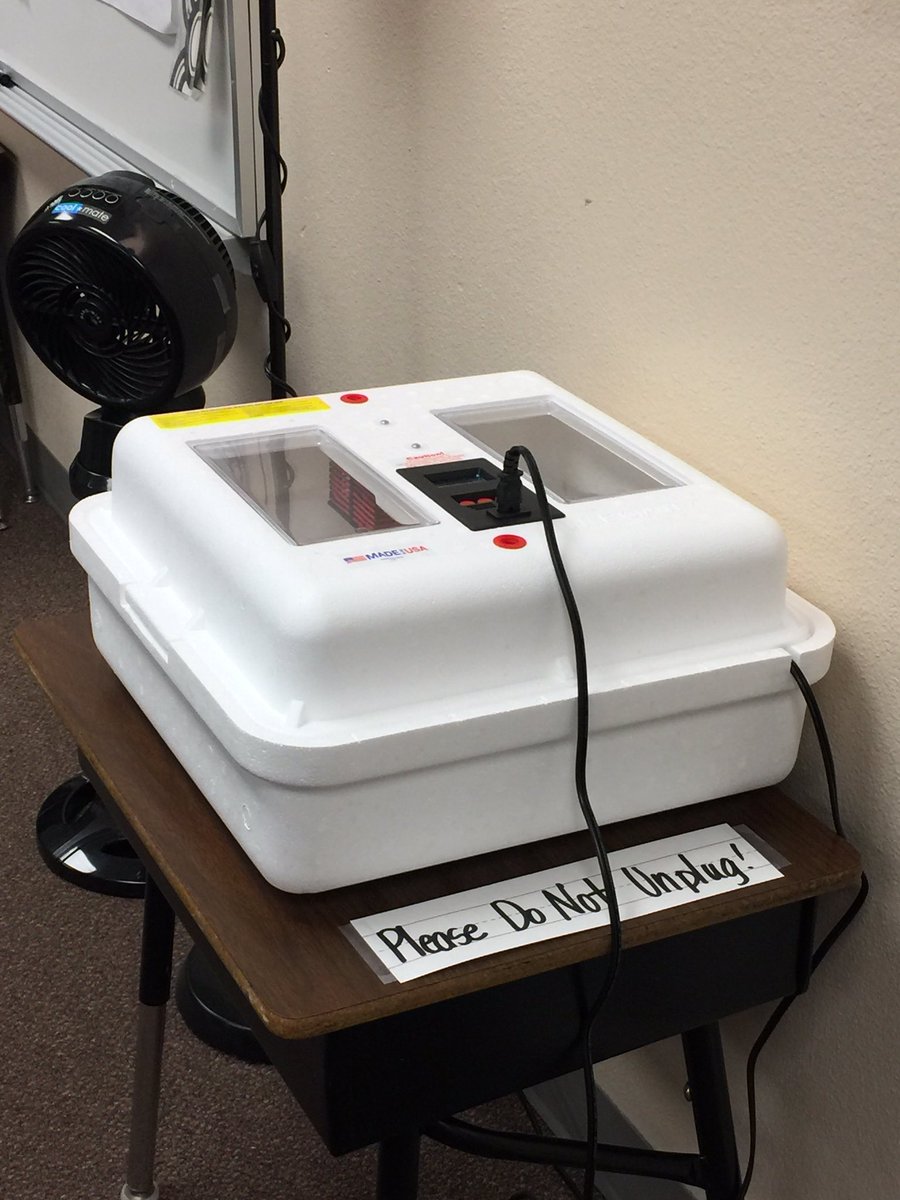 Poni3kj's tweet image. First friends getting ready to hatch some chicks. Thanks CISD Science for providing this first grade memory maker. #DCEfirstfriends. #CISDScienceRocks