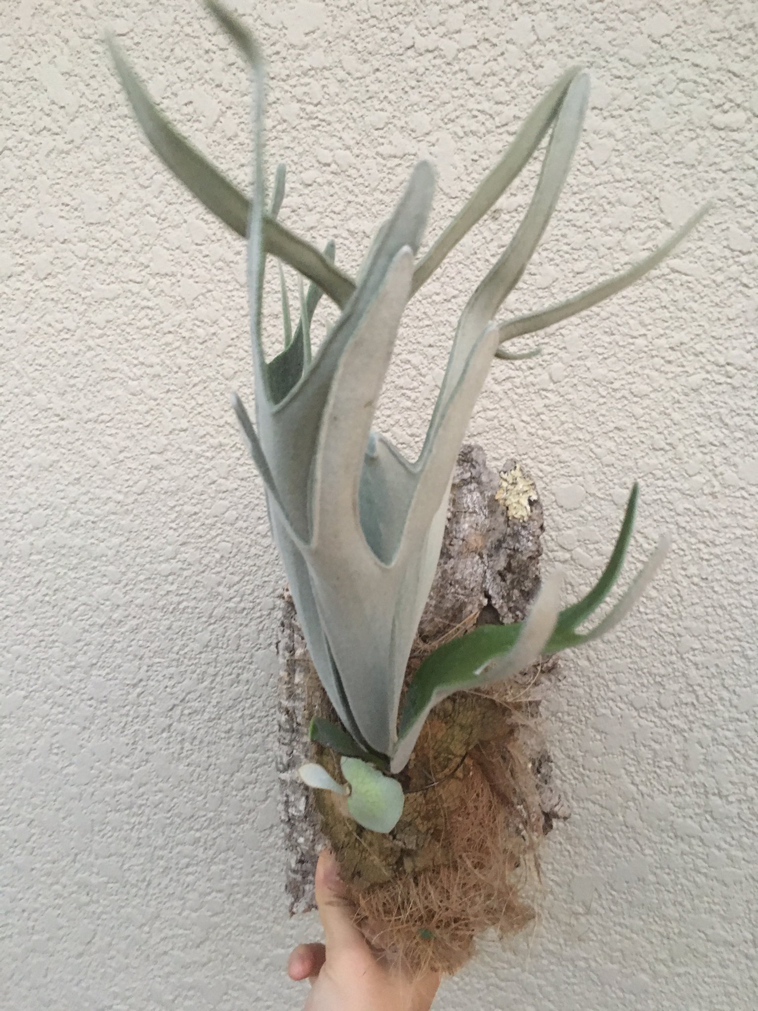 ビカクシダ レモイネイ ビカクシダ ヴィーチー cv.レモイネイ 4号(1鉢