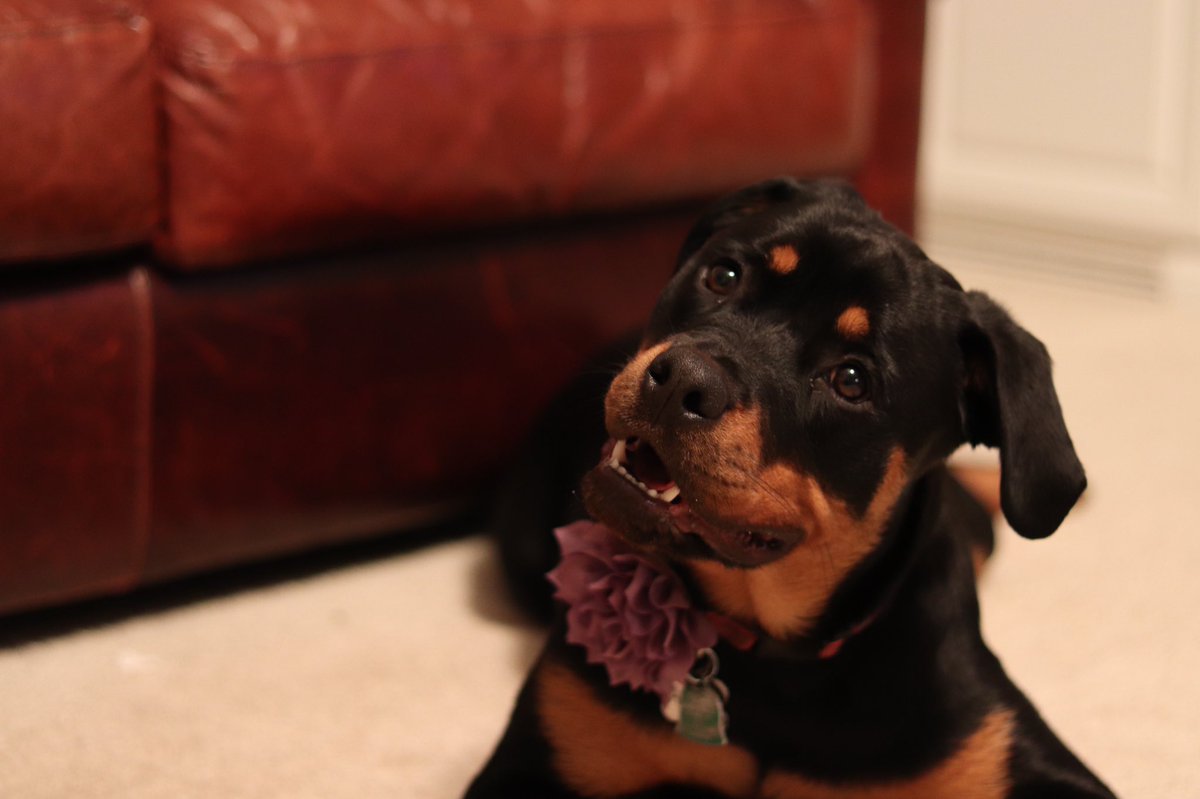 Lamar Dixon tweet media