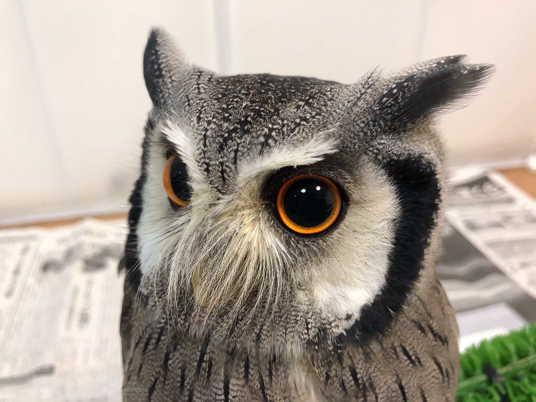 くるる フクロウ界のアイドル Q なぜ怒った顔も可愛いのか A 元が可愛いから T Co R7vbfngose Twitter