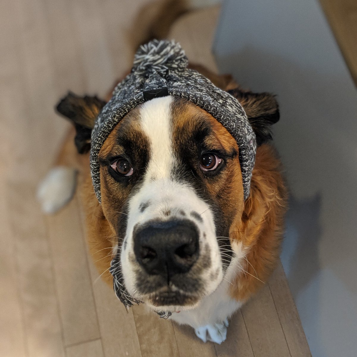 Canada Pooch Ltd. (@canadapooch) on Twitter photo 