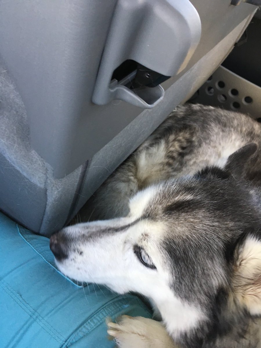 northern lights dog rescue